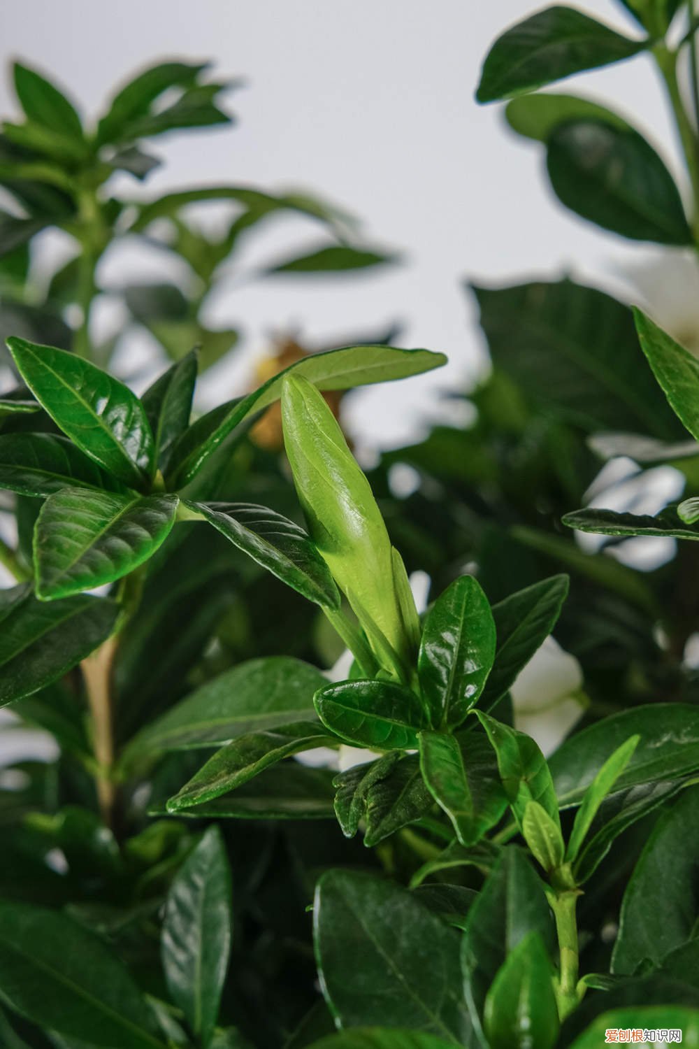 栀子花可以用草木灰吗有毒吗 栀子花可以用草木灰吗