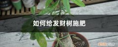 发财树需要施什么样的肥 发财树施肥方法，用什么肥好