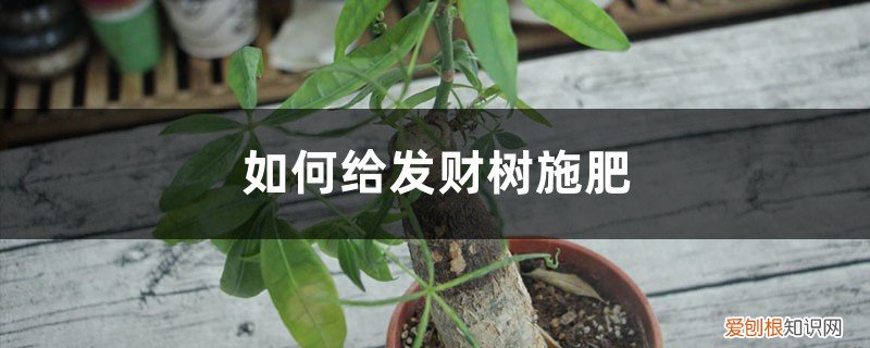 发财树需要施什么样的肥 发财树施肥方法，用什么肥好