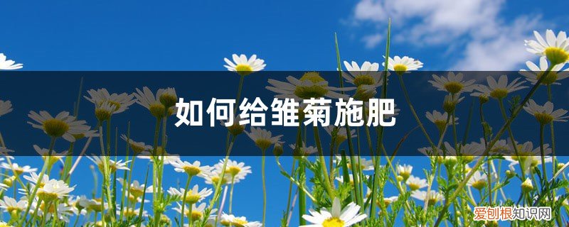 雏菊用什么土养 雏菊施肥方法，用什么肥好