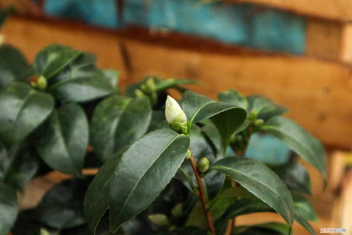 茶花结苞但一直不开花咋办 茶花花苞不开花怎么办