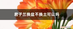 君子兰换土换盆后注意什么 君子兰换盆不换土可以吗