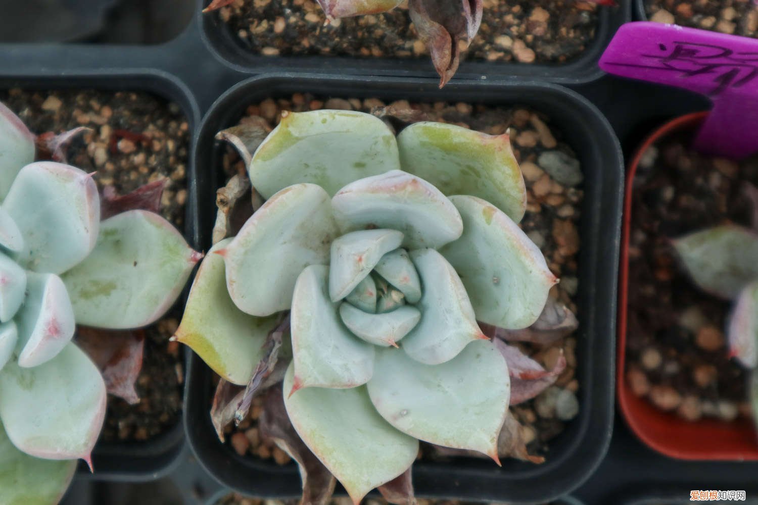 多肉怎么养能成老桩 多肉如何养成老桩