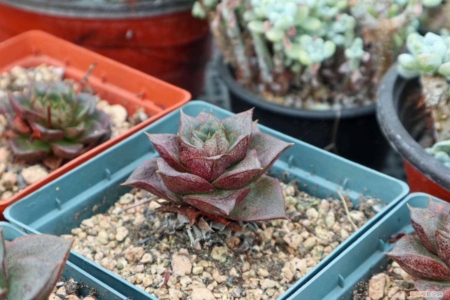 多肉怎么生老桩 多肉老桩移栽方法