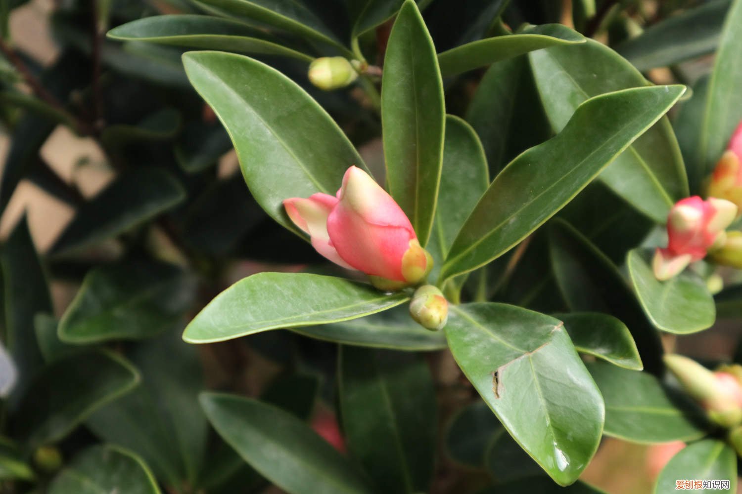 茶花换盆注意事项视频 茶花换盆注意事项