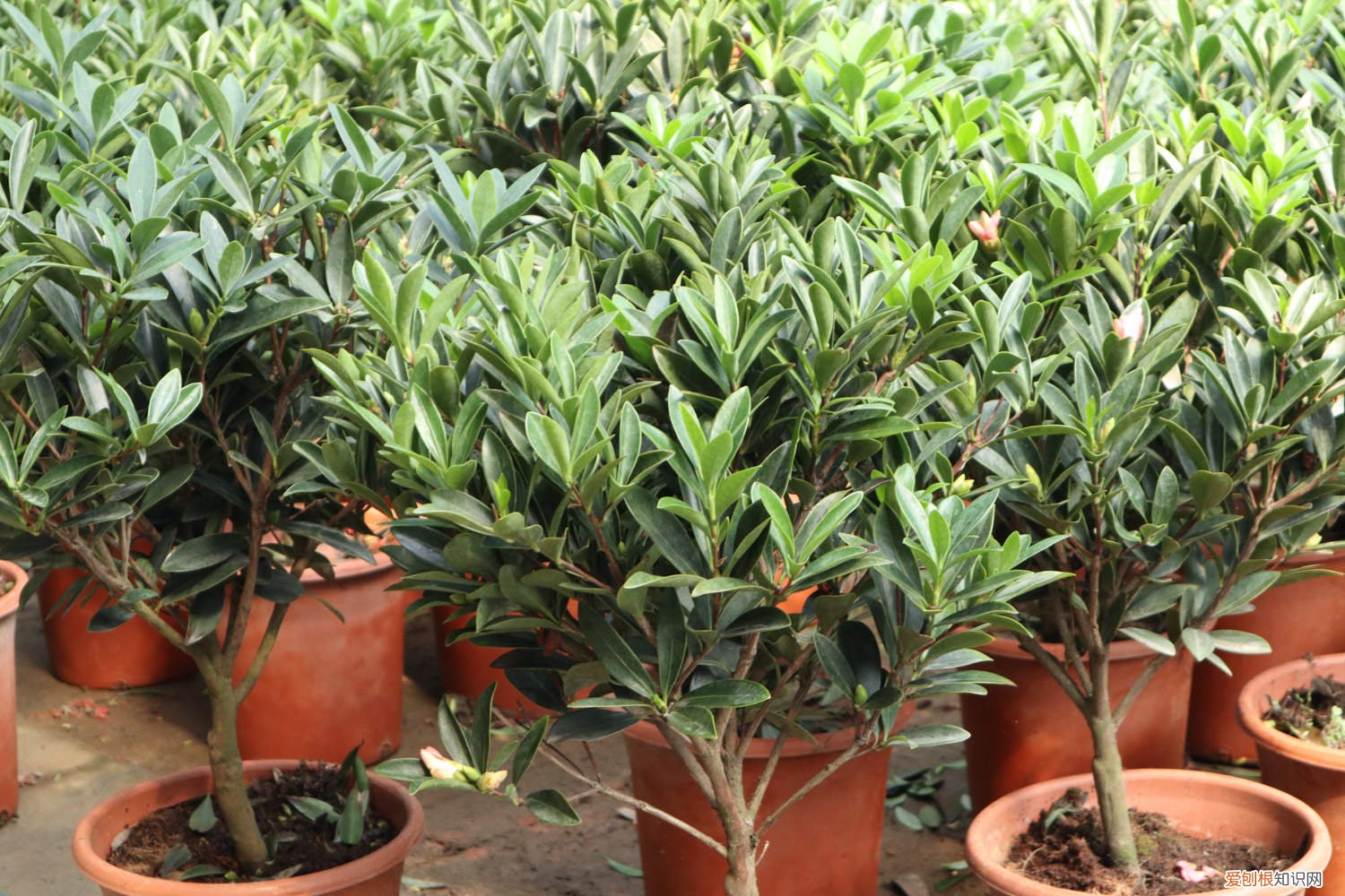 茶花换盆注意事项视频 茶花换盆注意事项