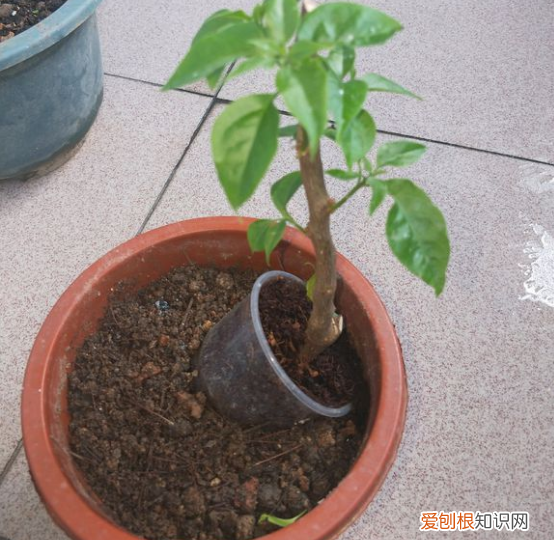 什么药促进花快速生根，5个养花怪招，催花生根效果好，一试就灵