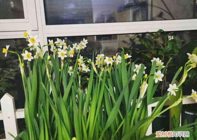 什么药促进花快速生根，5个养花怪招，催花生根效果好，一试就灵