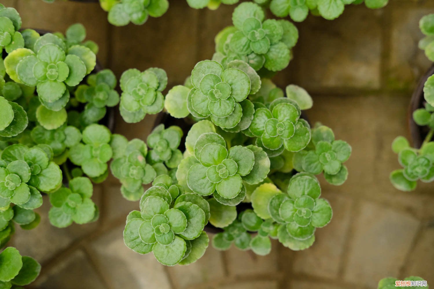 碰碰香怎么养才长得好 碰碰香怎么养