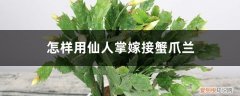 用仙人掌嫁接蟹爪兰怎么嫁接 怎样用仙人掌嫁接蟹爪兰