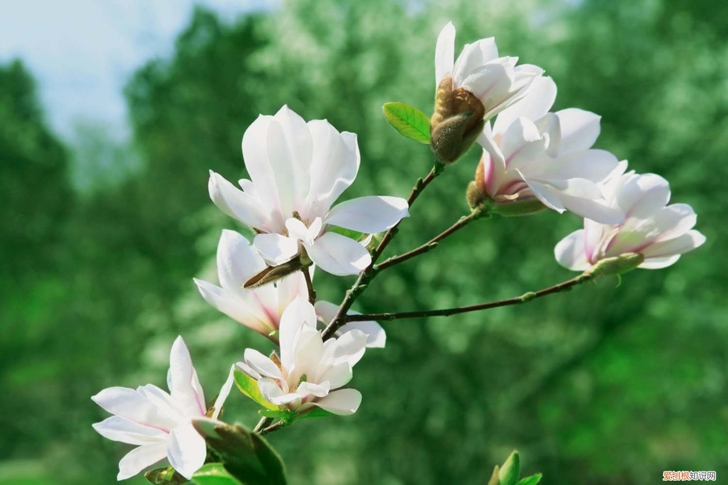 木兰花怎么养才好 木兰花怎么养