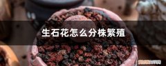 生石花是如何繁殖的 生石花怎么分株繁殖