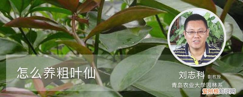 怎样养粗叶仙:养殖方法,定期修剪 怎样养粗叶仙