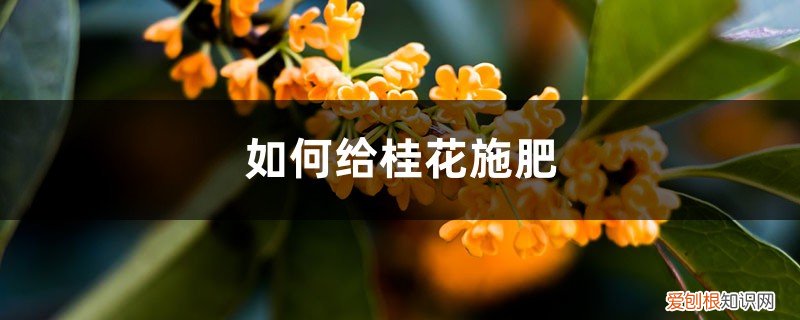 桂花施肥的方法 桂花施肥方法，用什么肥好