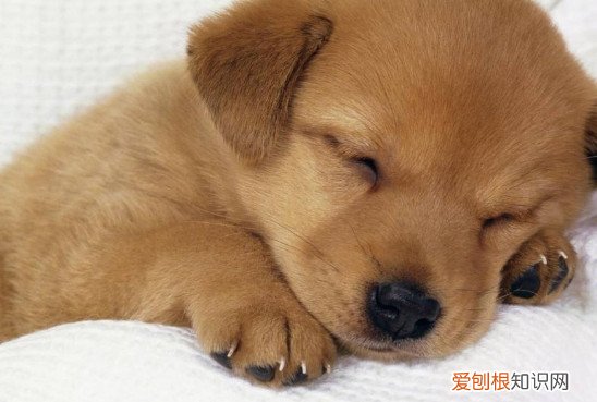 狗狗睡觉的是呼吸急促 狗狗睡觉呼吸急促怎么回事