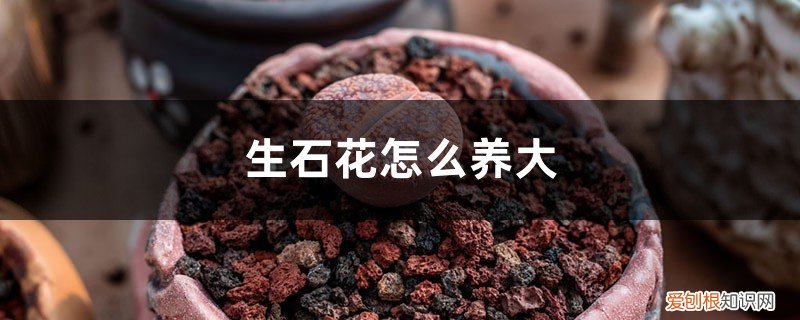 生石花养大要多久 生石花怎么养大