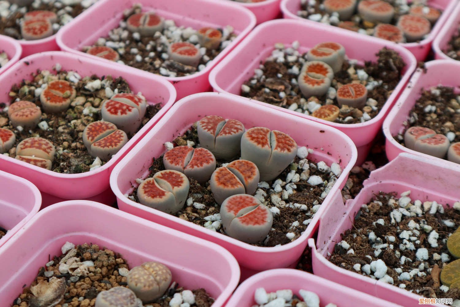 石生花幼苗养殖方法 生石花幼苗怎么养