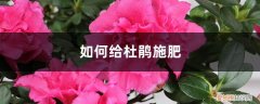 杜鹃花施什么肥好? 杜鹃施肥方法，用什么肥好