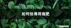 薄荷需要施什么肥 薄荷施肥方法，用什么肥好