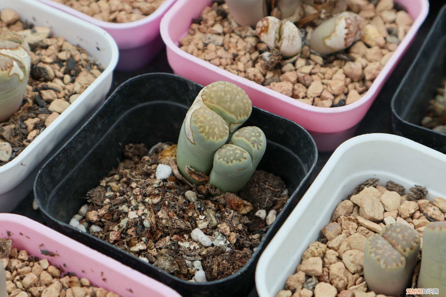 石生花开花后茎如何处理 生石花开花后怎么处理