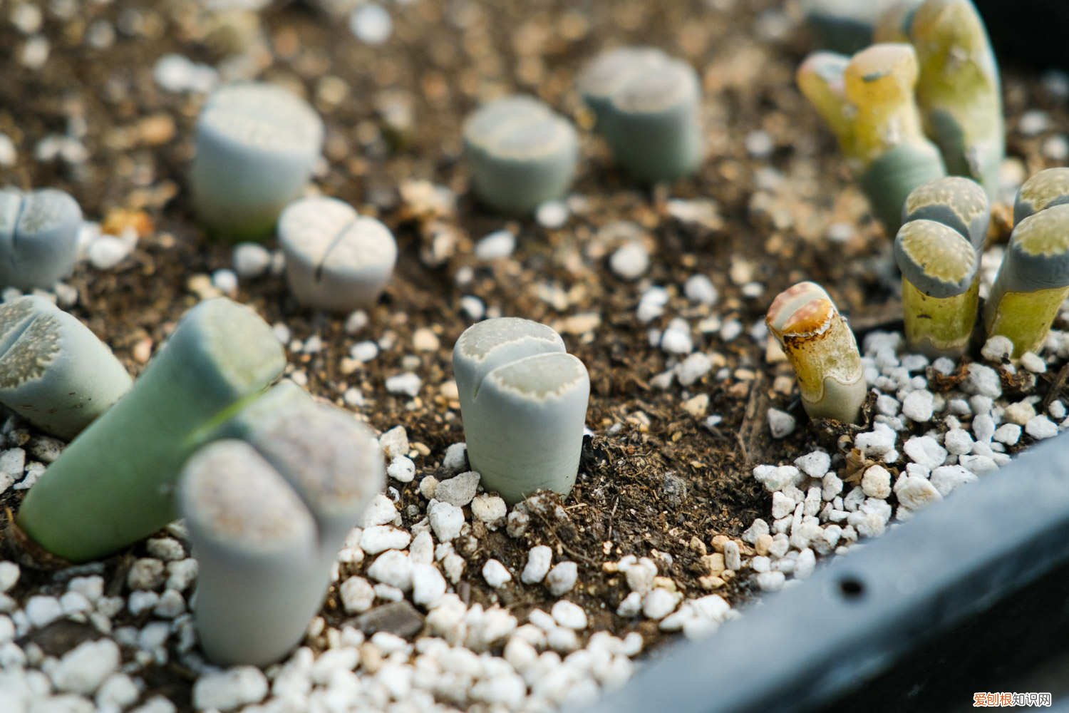 石生花开花后茎如何处理 生石花开花后怎么处理