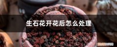 石生花开花后茎如何处理 生石花开花后怎么处理