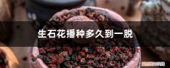 生石花播种后多久蜕皮 生石花播种多久到一脱