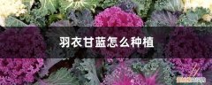 羽衣甘蓝怎么种植温度 羽衣甘蓝怎么种植