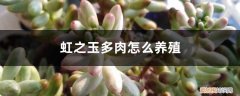 虹之玉多肉植物养殖方法 虹之玉多肉怎么养殖