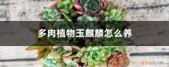 多肉植物玉麒麟怎么养殖 多肉植物玉麒麟怎么养