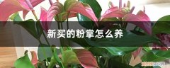 新买的粉掌怎么养才能开花 新买的粉掌怎么养