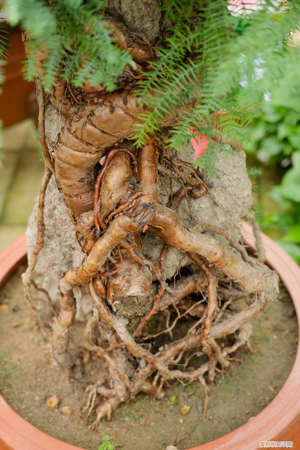 盆栽澳洲杉盆景的养殖方法和注意事项 澳洲杉用高盆还是浅盆