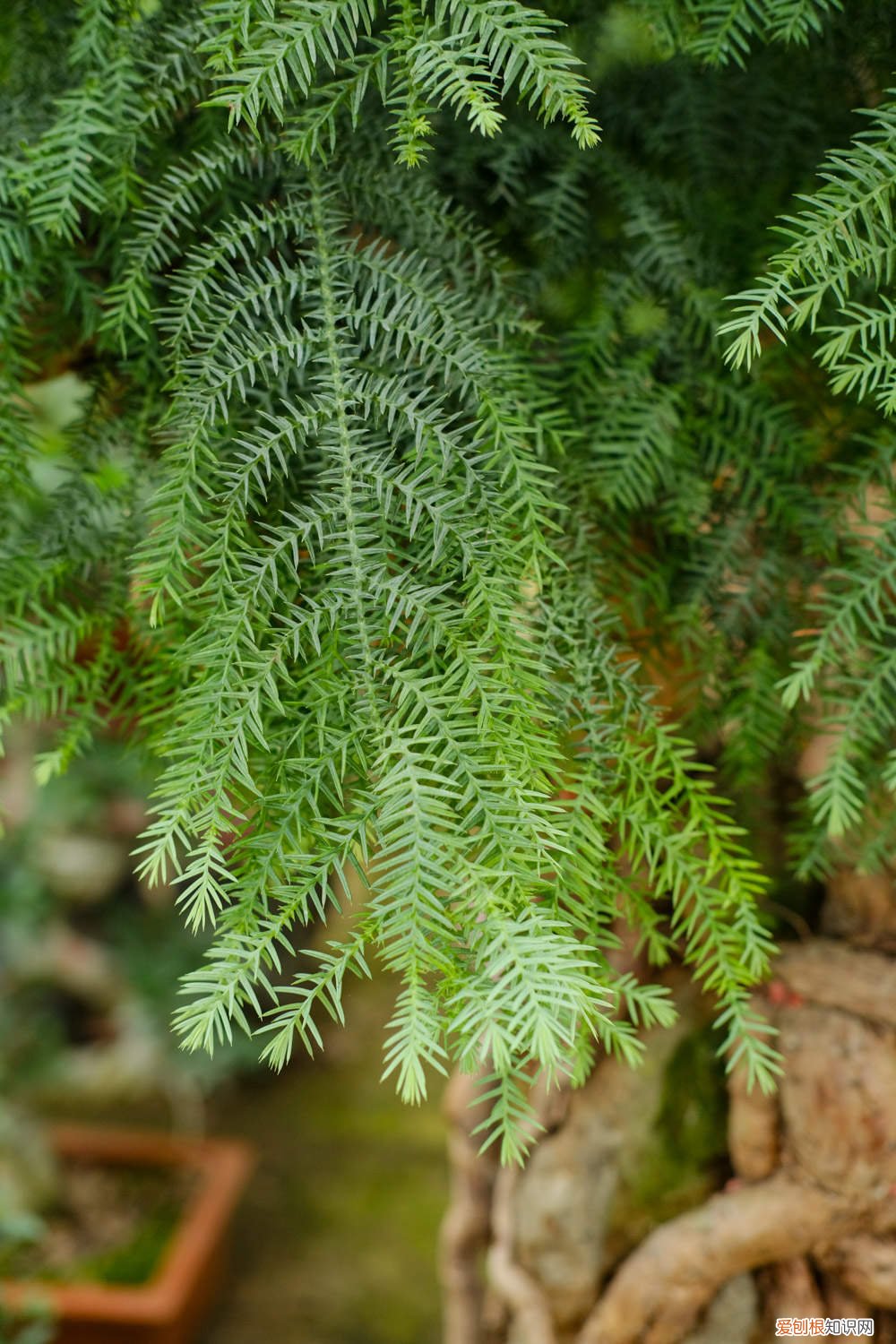 盆栽澳洲杉盆景的养殖方法和注意事项 澳洲杉用高盆还是浅盆