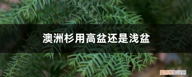 盆栽澳洲杉盆景的养殖方法和注意事项 澳洲杉用高盆还是浅盆
