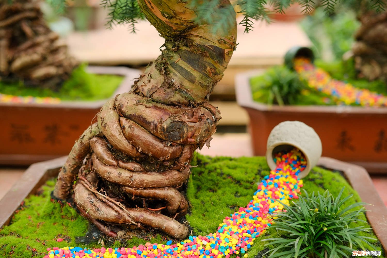 盆栽澳洲杉盆景的养殖方法和注意事项 澳洲杉用高盆还是浅盆