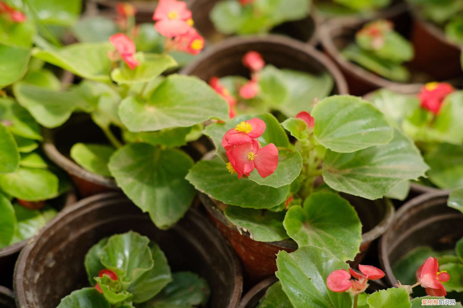 四季海棠怎么养?这3点做好了 四季海棠怎么养