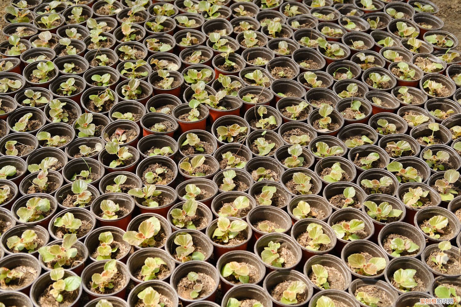 四季海棠怎么养?这3点做好了 四季海棠怎么养