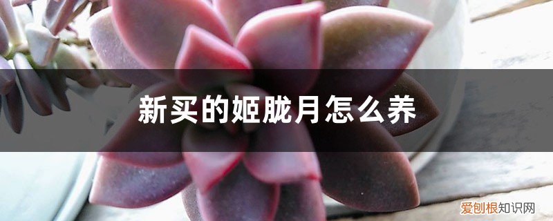 胧月和姬胧月哪个好养 新买的姬胧月怎么养