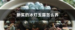 冰灯玉露可以放在卧室里养吗? 新买的冰灯玉露怎么养