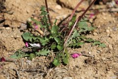 养蒲公英的注意事项 蒲公英怎么养