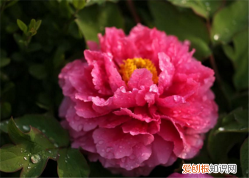 春天有什么花盛开 7种名贵花介绍