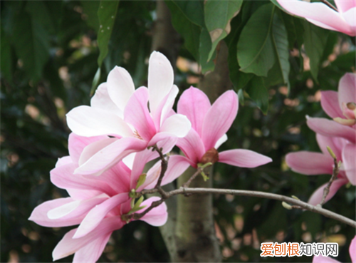 春天有什么花盛开 7种名贵花介绍