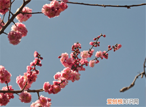 春天有什么花盛开 7种名贵花介绍