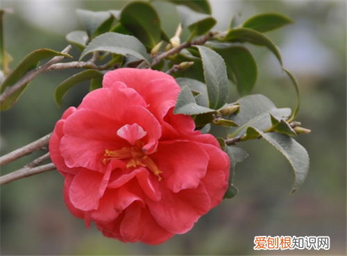 春天有什么花盛开 7种名贵花介绍