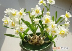 春天有什么花盛开 7种名贵花介绍