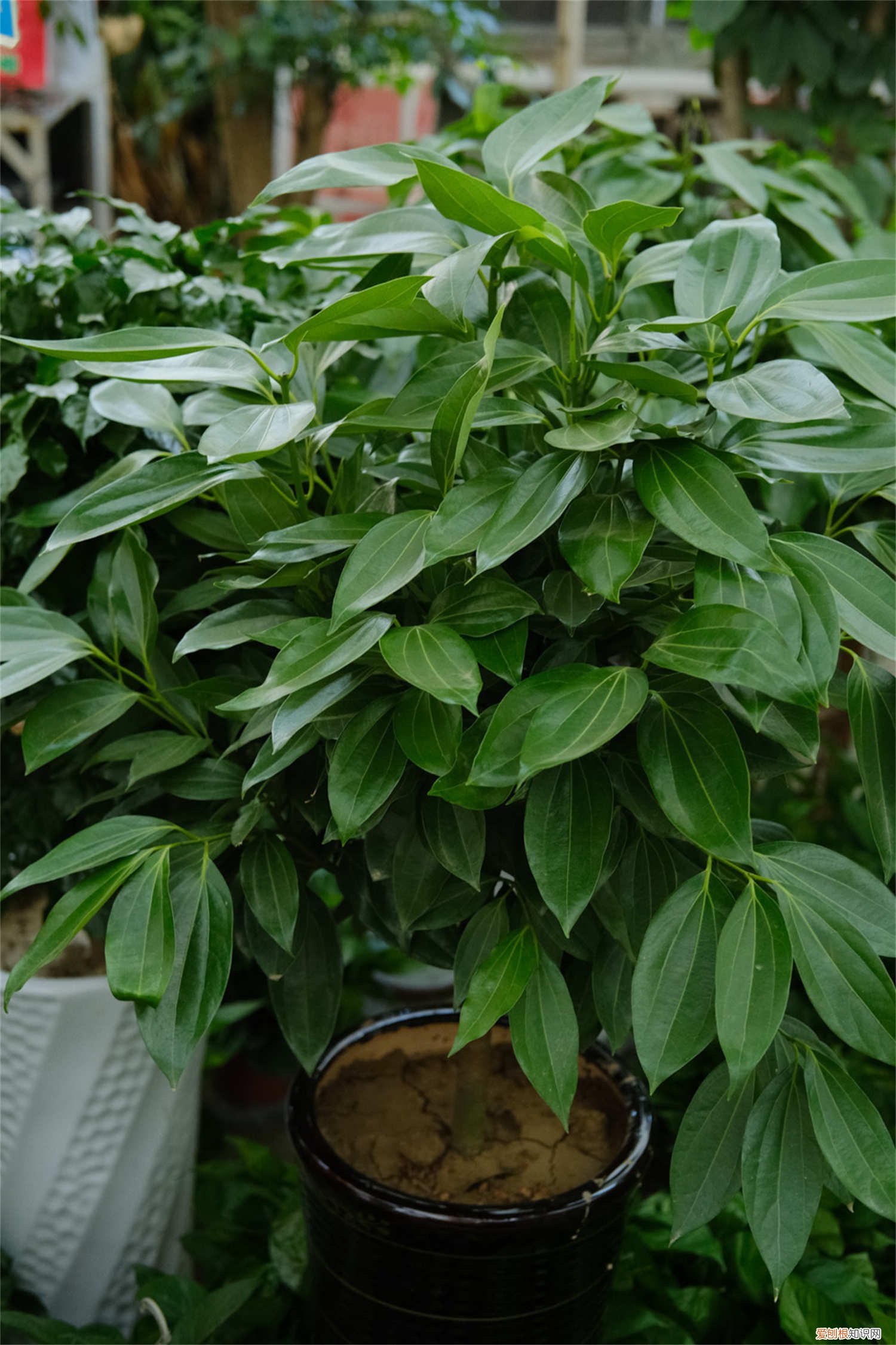 平安树夏天怎么浇水视频 平安树夏天怎么浇水