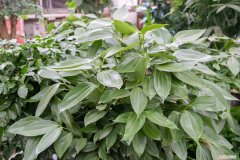 平安树夏天怎么浇水视频 平安树夏天怎么浇水