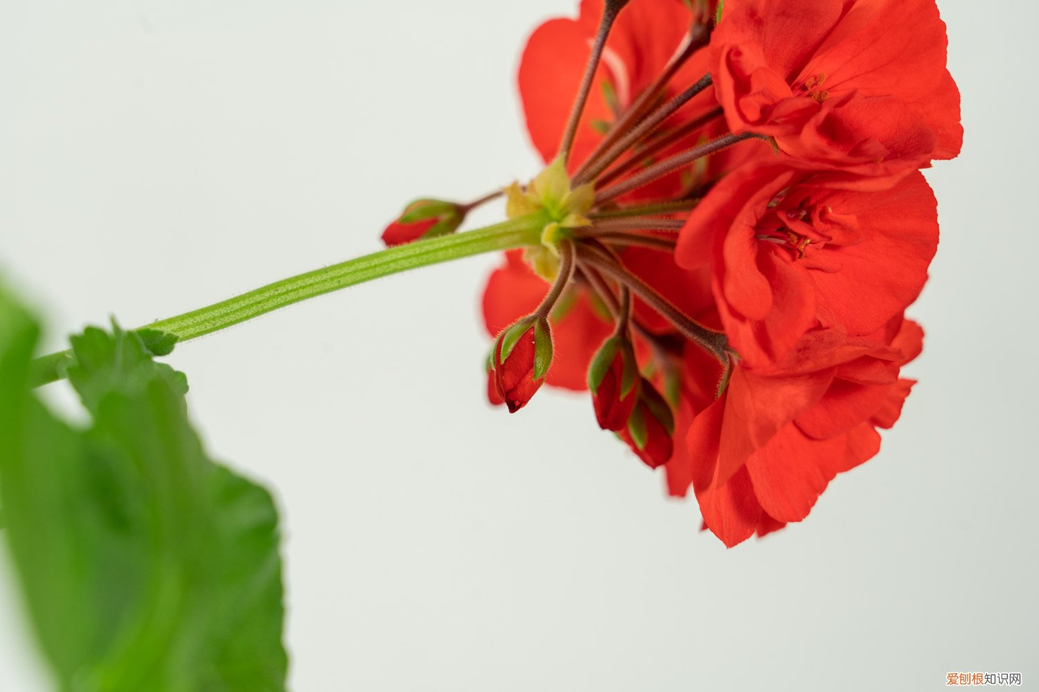 天竺葵怎么养家庭养法 天竺葵怎么养