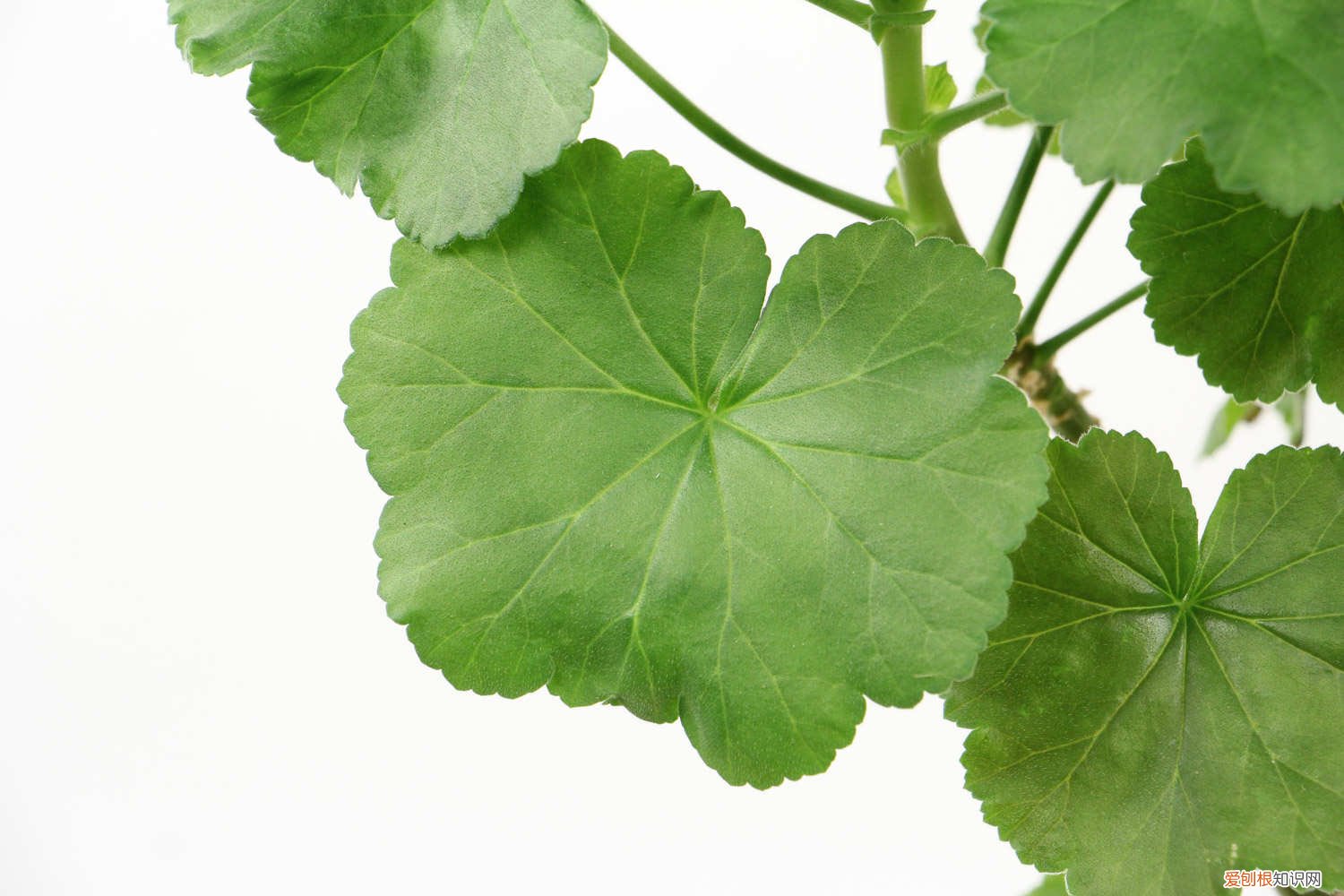 天竺葵怎么养家庭养法 天竺葵怎么养