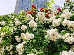 蔷薇花怎么养殖 蔷薇花怎么养